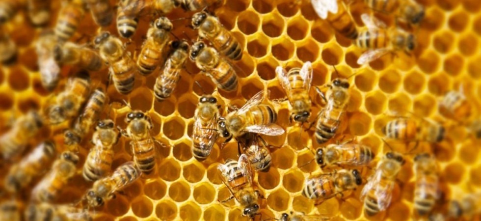 Api in Trentino, come aiutare questi preziosi insetti?